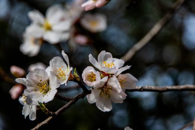 Güneşli bir bahar gününde beyaz çiçeklerle çiçek açan güzel meyve ağacı.