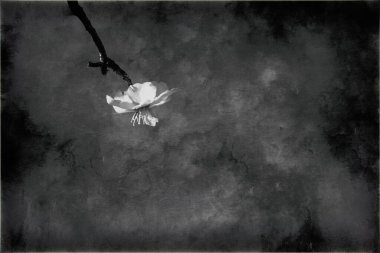 Güneşli bir bahar gününde beyaz çiçeklerle çiçek açan güzel meyve ağacı.