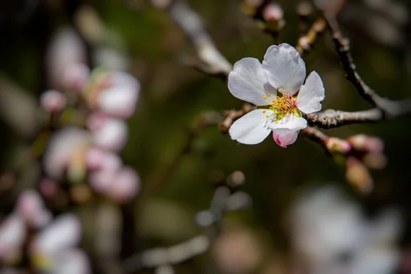 Mooie Bloeiende Fruitboom Met Witte Bloemen Een Zonnige Lentedag — Stockfoto