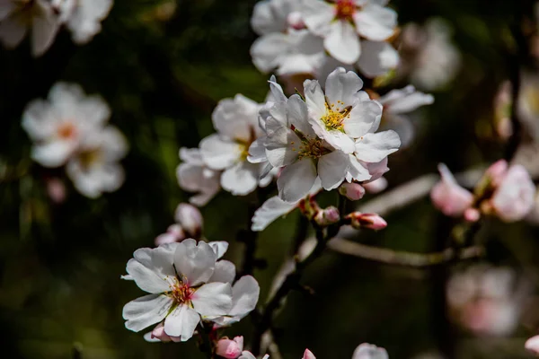 Mooie Bloeiende Fruitboom Met Witte Bloemen Een Zonnige Lentedag — Stockfoto