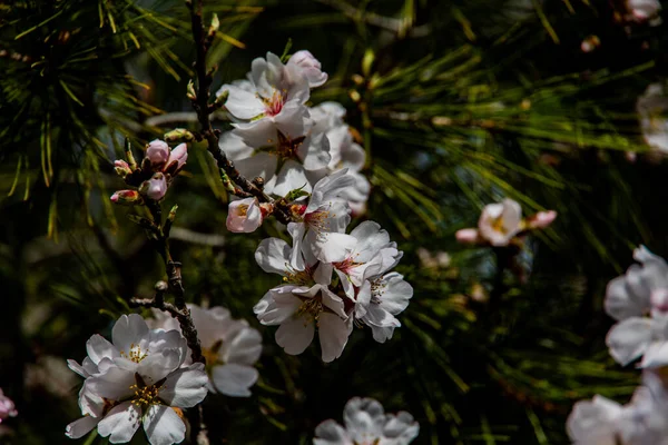 Mooie Bloeiende Fruitboom Met Witte Bloemen Een Zonnige Lentedag — Stockfoto