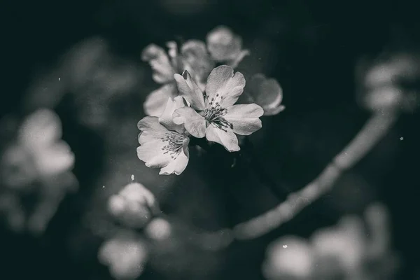 Güneşli Bir Bahar Gününde Beyaz Çiçeklerle Çiçek Açan Güzel Meyve — Stok fotoğraf