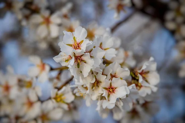 春の晴れた日に白い花を咲かせる美しい果樹 — ストック写真