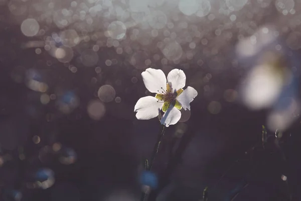 Hermoso Árbol Frutal Flor Con Flores Blancas Día Soleado Primavera —  Fotos de Stock