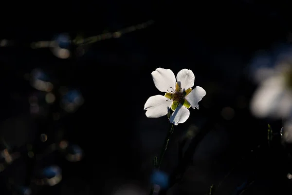 Vackert Blommande Fruktträd Med Vita Blommor Solig Vårdag — Stockfoto