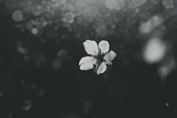 Árvore Fruto Florescendo Bonita Com Flores Brancas Dia Primavera Ensolarado — Fotografia de Stock