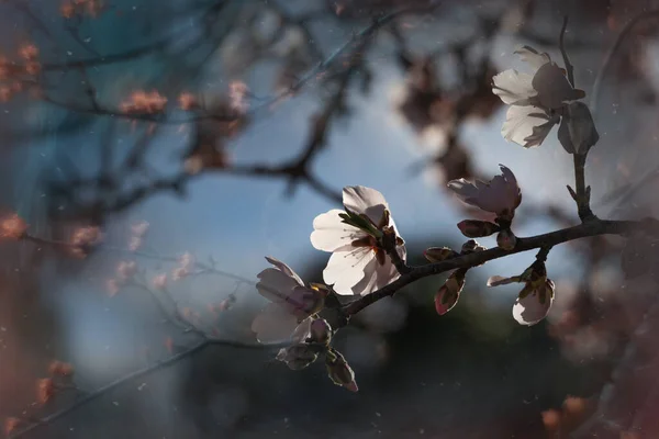 Bellissimo Albero Frutto Fiorito Con Fiori Bianchi Una Giornata Sole — Foto Stock