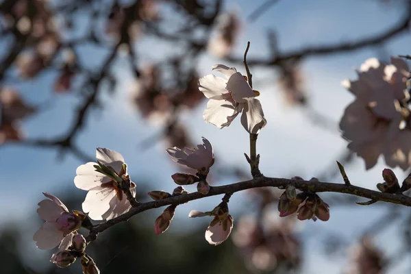 Árvore Fruto Florescendo Bonita Com Flores Brancas Dia Primavera Ensolarado — Fotografia de Stock
