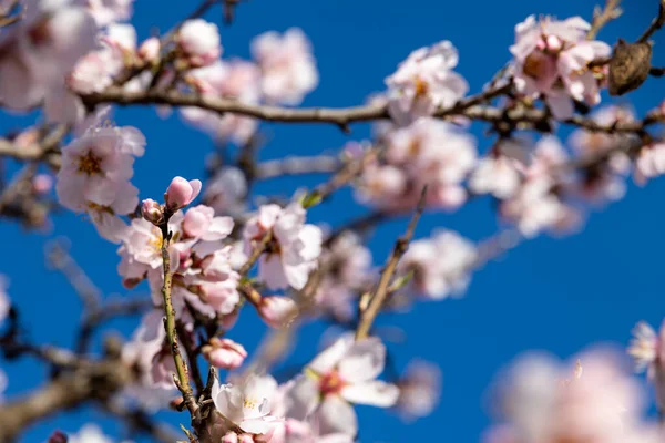 Красивые Цветущие Фруктовые Деревья Белыми Цветами Солнечный Весенний День — стоковое фото