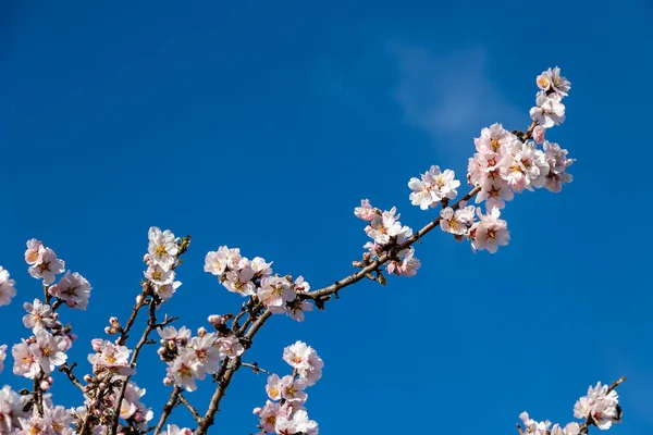 Красивые Цветущие Фруктовые Деревья Белыми Цветами Солнечный Весенний День — стоковое фото