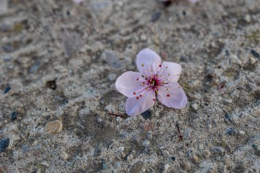 Gri beton bir arka planda, bir meyve ağacının güzel bahar pembe çiçekleri.