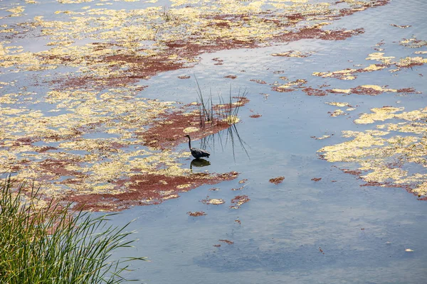 Vacker Landskap Bakgrund Floden Ebro Spanien Med Fåglar Sommardag — Stockfoto