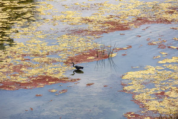 Bellissimo Sfondo Paesaggistico Del Fiume Ebro Spagna Con Uccelli Una — Foto Stock