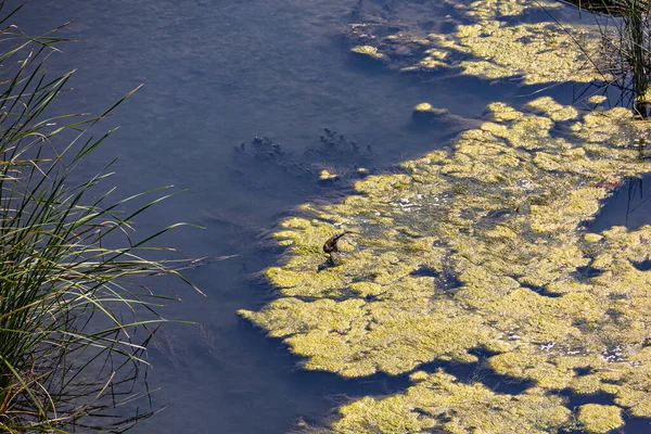Vacker Landskap Bakgrund Floden Ebro Spanien Med Fåglar Sommardag — Stockfoto