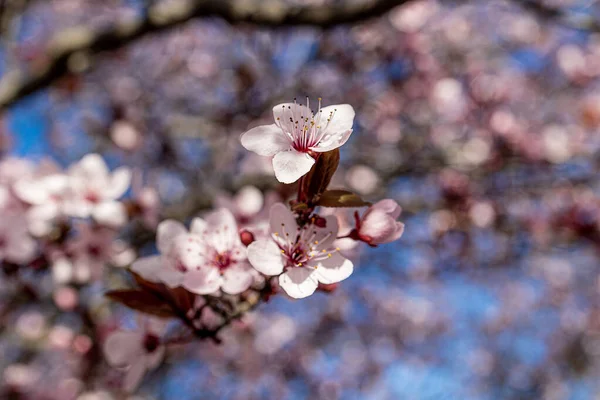 Beautiful Blooming Fruit Tree White Flowers Sunny Spring Day — Stock Photo, Image