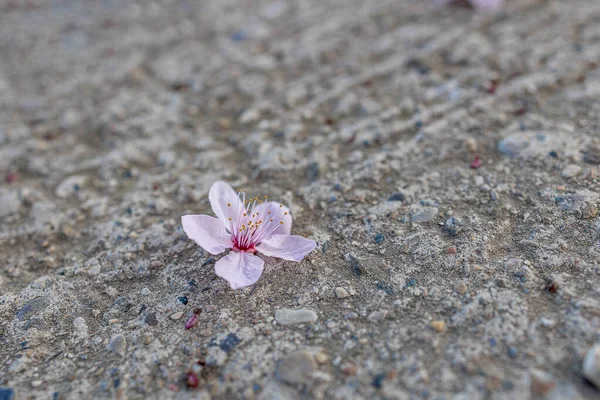 Όμορφη Άνοιξη Ροζ Λουλούδια Ενός Οπωροφόρου Δένδρου Ένα Γκρι Φόντο — Φωτογραφία Αρχείου