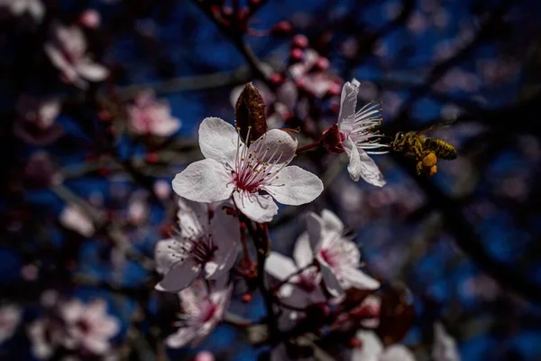春の晴れた日に白い花を咲かせる美しい果樹 — ストック写真