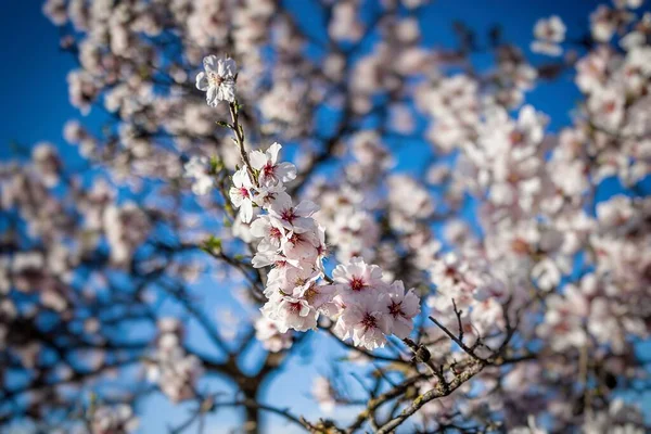 Hermoso Árbol Frutal Flor Con Flores Blancas Día Soleado Primavera — Foto de Stock