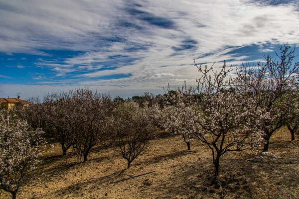 暖かい晴れた日に果樹園を咲かせる美しい穏やかな春の風景 — ストック写真