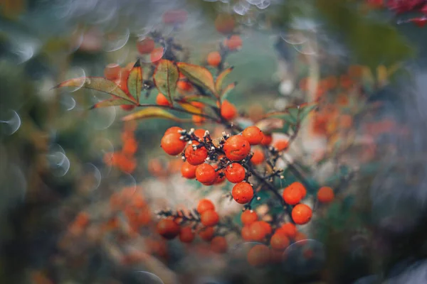 Hermoso Arbusto Otoño Con Frutos Rojos Con Bokeh Primer Plano —  Fotos de Stock