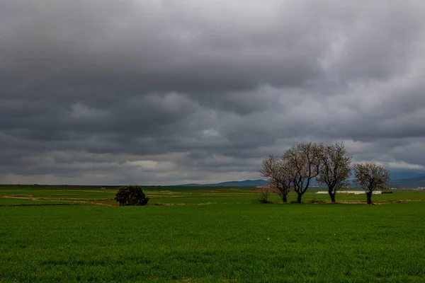 Όμορφο Τοπίο Άνοιξη Από Aragon Στην Ισπανία Τρία Ανθισμένα Δέντρα — Φωτογραφία Αρχείου