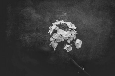 Yeşil arka plan üzerinde güzel kolza tohumu çiçeği. Doğal bir bahar gününde yakın plan.