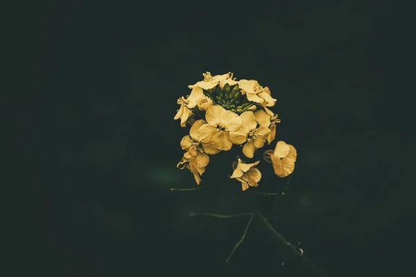 Bela Flor Colza Sobre Fundo Verde Close Dia Primavera Ambiente — Fotografia de Stock