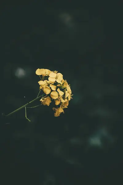 Красива Квітка Ріпаку Зеленому Тлі Впритул Природному Середовищі Весняний День — стокове фото