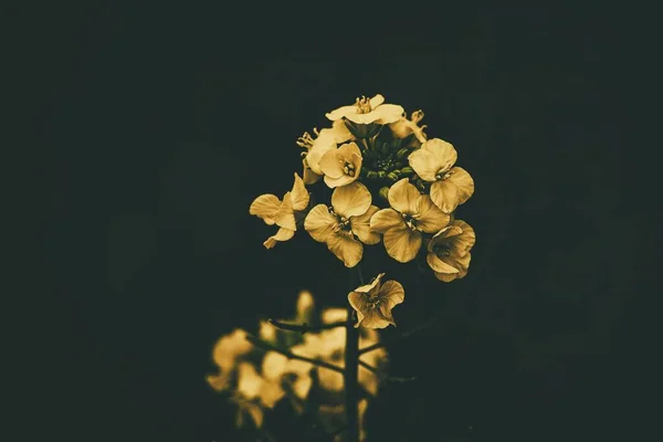 Krásný Řepkový Květ Zeleném Pozadí Close Přírodním Prostředí Jarní Den — Stock fotografie