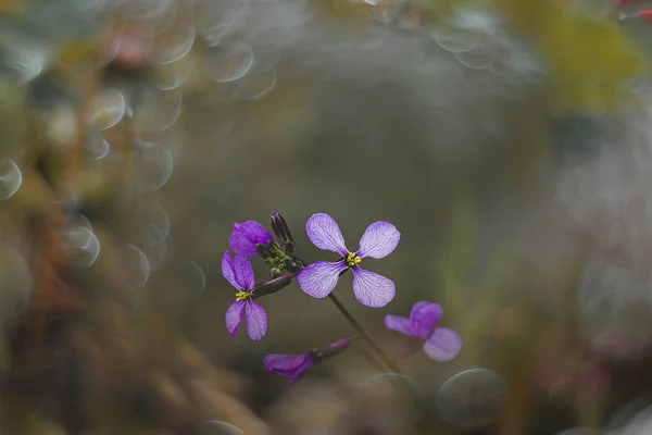 Красива Маленька Ніжна Фіолетова Весняна Квітка Лузі Крупним Планом — стокове фото