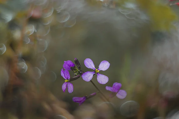 Belle Petite Fleur Printemps Pourpre Délicate Dans Pré Close — Photo