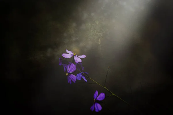Beautiful Little Delicate Purple Spring Flower Meadow Close — ストック写真
