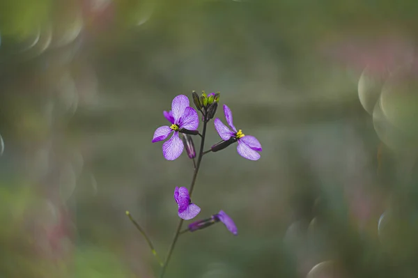 Beautiful Little Delicate Purple Spring Flower Meadow Close — Foto de Stock