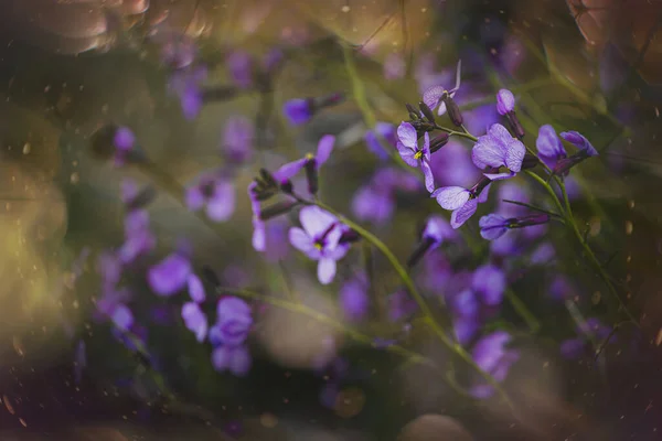 Beautiful Little Delicate Purple Spring Flower Meadow Close — Fotografia de Stock