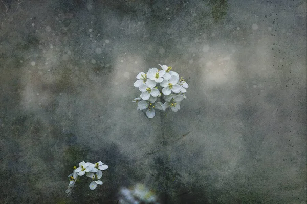 Gyönyörű Kis Finom Tavaszi Virág Egy Szürke Háttér Közelről — Stock Fotó