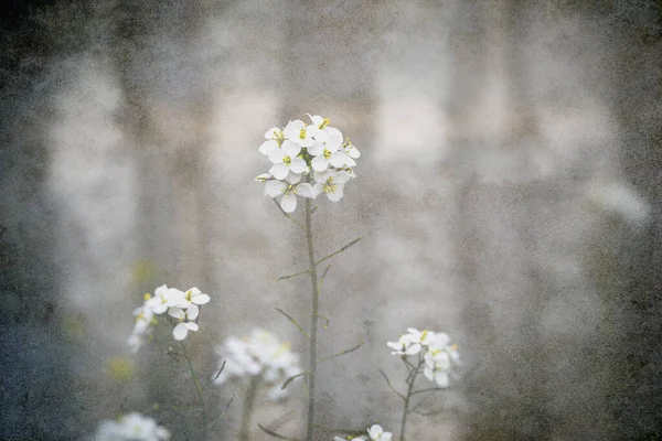 Beautiful Little Delicate Spring Flower Gray Background Close — Stock Photo, Image