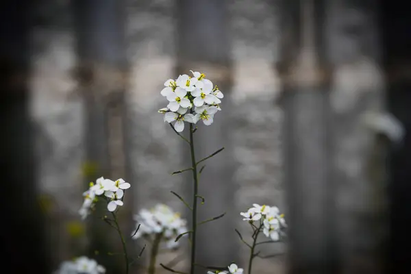 Όμορφο Μικρό Λεπτό Ανοιξιάτικο Λουλούδι Γκρι Φόντο Κοντινό Πλάνο — Φωτογραφία Αρχείου