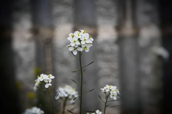 Beautiful Little Delicate Spring Flower Gray Background Close — Stock Photo, Image