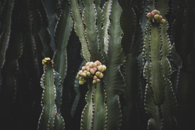 beautiful spurge green cactus background in close-up background