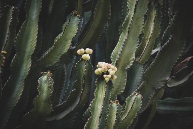 beautiful spurge green cactus background in close-up background