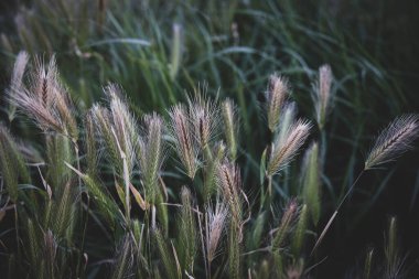 beautiful green wheat in closeup on a farmer's field in spring day