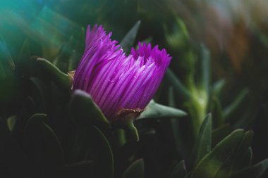 Güzel, mor, yenilebilir bahar çiçeği yeşil bir arka planda, ılık güneş ışığında.