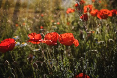 Güzel kırmızı gelincikler sıcacık günışığında bir bahar çayırında