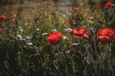 Güzel kırmızı gelincikler sıcacık günışığında bir bahar çayırında