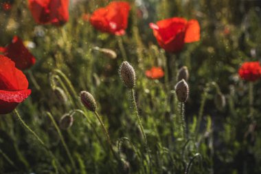 Güzel kırmızı gelincikler sıcacık günışığında bir bahar çayırında