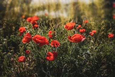Güzel kırmızı gelincikler sıcacık günışığında bir bahar çayırında