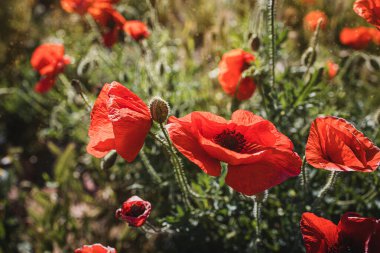 Güzel kırmızı gelincikler sıcacık günışığında bir bahar çayırında