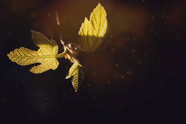 Красивий Весняно Зелений Молодий Лист Теплому Сонячному Світлі Дереві — стокове фото