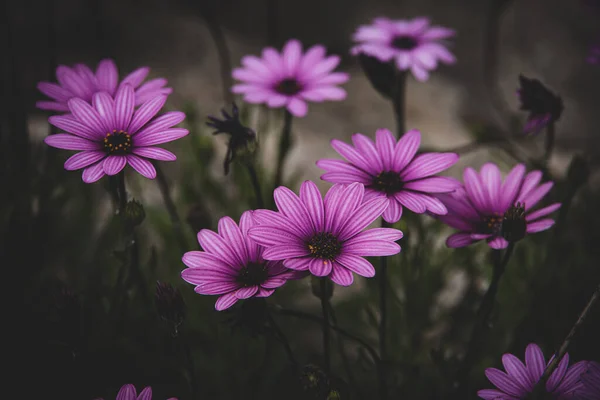 Красивые Нежные Цветы Солнце Саду Теплый День — стоковое фото