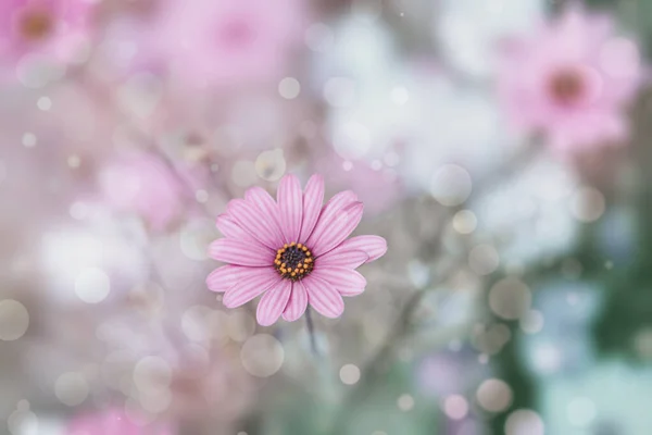 Beautiful Delicate Flowers Sun Garden Warm Day —  Fotos de Stock